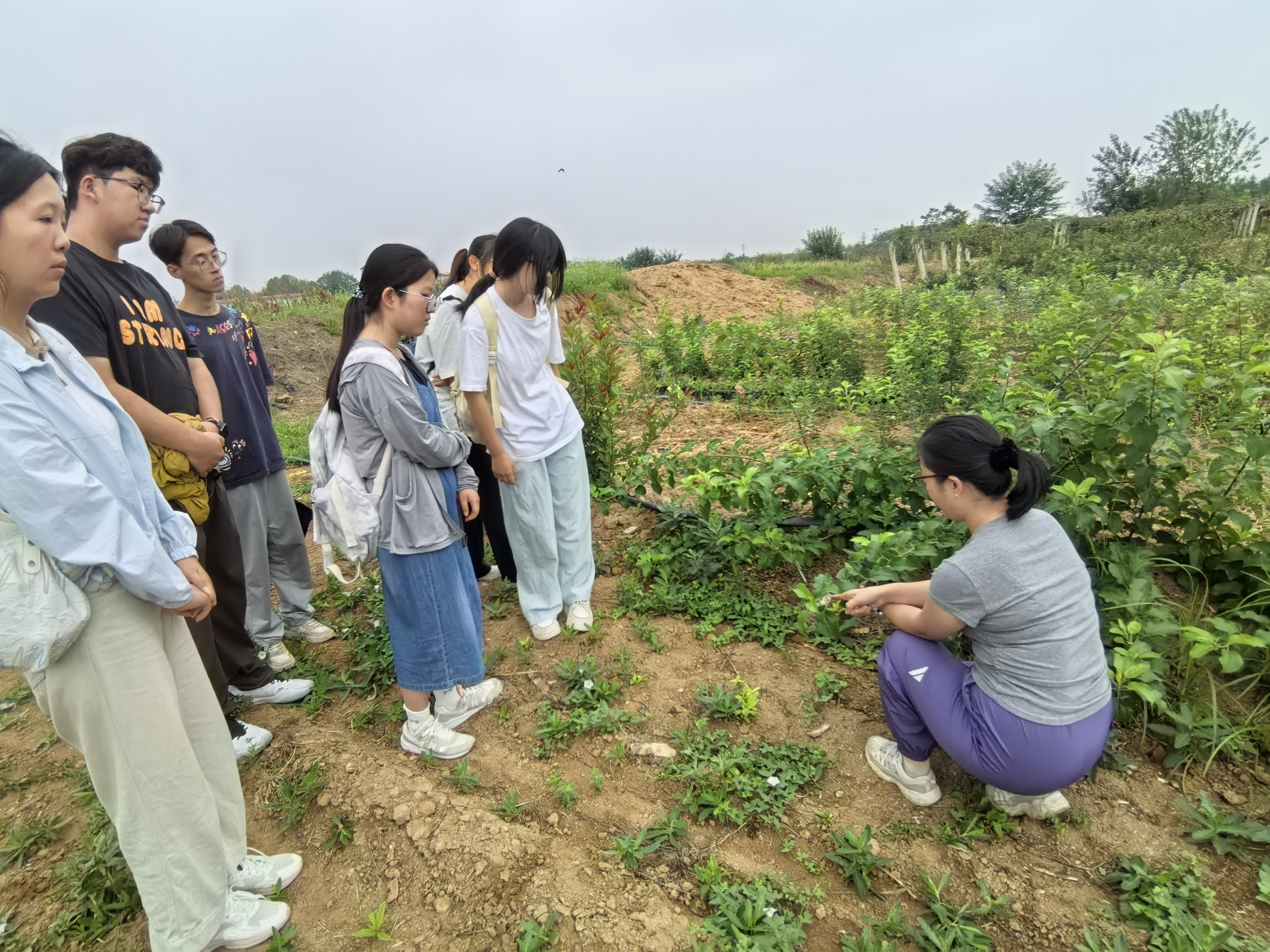 李雪薇老师为调研团成员们介绍苹果嫁接技术.jpg