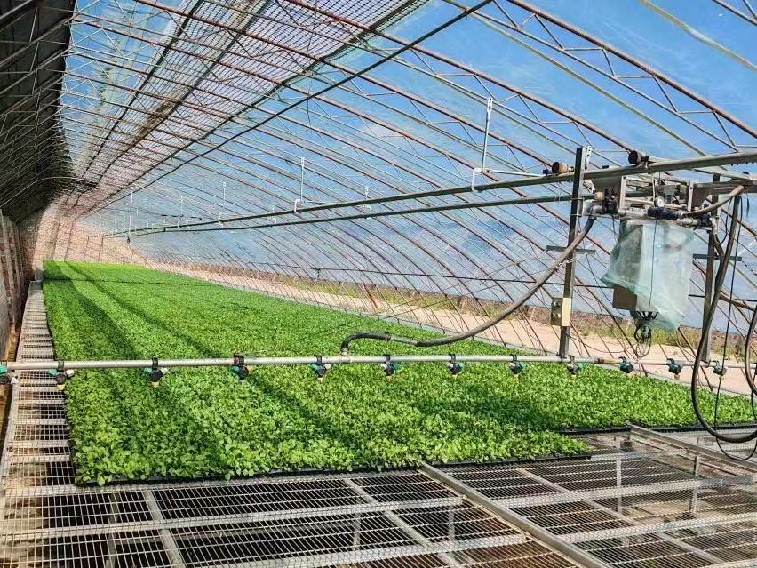 暑期实践投稿＋william威廉亚洲官方赴西北干旱盐碱地设施番茄高质量发展调研服务队+科技赋能盐碱地 设施农业促振兴（图1）.jpg