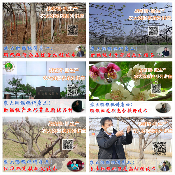 农大猕猴桃系列讲座 (2).png