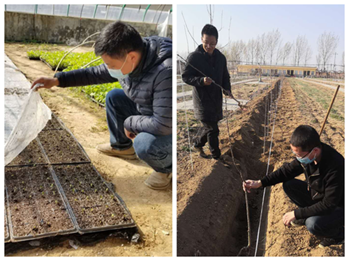 图七青年教师杨亚洲、孙鲁龙老师，积极投身于白水苹果试验站的2020年杂交播种、脱毒苗的定植工作。.png