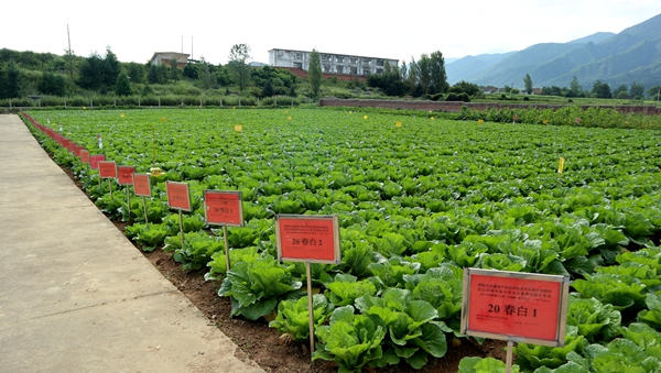43303722dfb3430ca57a194eeb716b2d.jpg 公司太白蔬菜试验示范站新品种展示田.JPG